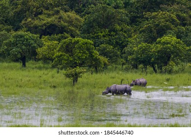 One Horned Rhinos At Pobitora Wildlife Sanctuary 