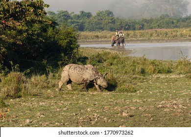 A One horned rhinos walking on the marshy  grasslands and being watched by tourists on elephant safari at Kaziranga national park in Assam India on 6 December 2016.