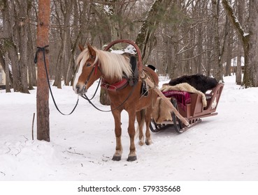 One Horse Open Sleigh High Res Stock Images Shutterstock