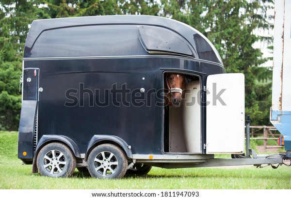 One horse standing in trailer\
waiting for competition. Summertime outdoors horizontal\
image.