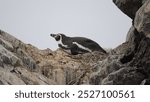 One Humboldt penguin (Spheniscus humboldti) - Islas Ballestas, Paracas, Peru