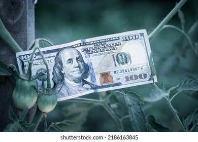 One Hundred Dollar Bill In A Bush Of Growing Tomatoes In Dark Cold Colors. Unfavorable Conditions For Farming. Money With A Withered Crop Of Vegetables