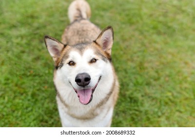 one husky dog smiling with the tongue out posing and looking to the camera on the green grass in the park during the day
