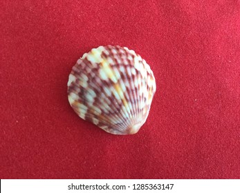 One Inch Calico Scallop Shell On Red Velvet.