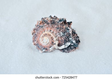 one interesting shell on the white sand