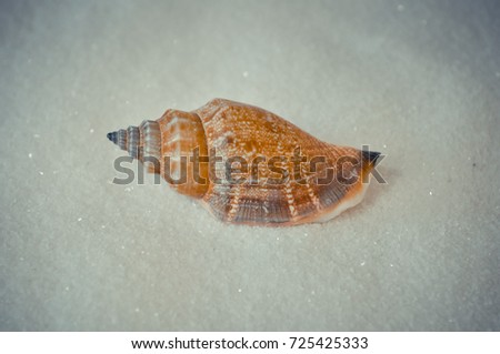 one interesting shell on the white sand