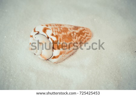 one interesting shell on the white sand