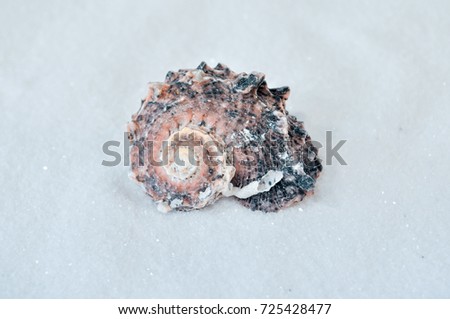 one interesting shell on the white sand