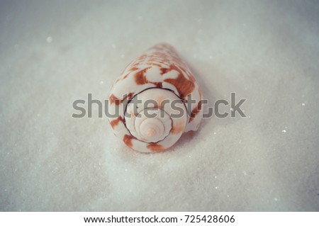 one interesting shell on the white sand