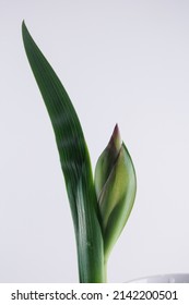 une partie de fleur d'iris en gros plan sur fond blanc propre