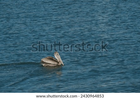 One isolated brown pelican in lower left  in blue bay water  on a sunny afternoon. Horizontal shot with room for copy and no people. Small waves and ripples in the water with pelican looking right.