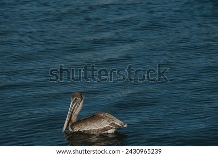 One isolated brown pelican in lower left  in blue bay water  on a sunny afternoon. Horizontal shot with room for copy and no people. Small waves and ripples in the water with pelican looking left.
