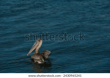 One isolated brown pelican in lower left  in blue bay water  on a sunny afternoon. Horizontal shot with room for copy and no people. Small waves and ripples in the water with pelican looking left.
