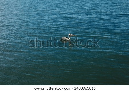 One isolated brown pelican in middle of shot in blue bay water  on a sunny afternoon. Horizontal shot with room for copy and no people. Small waves and ripples in the water with pelican looking right.