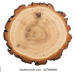 one isolated cut of tree on white background