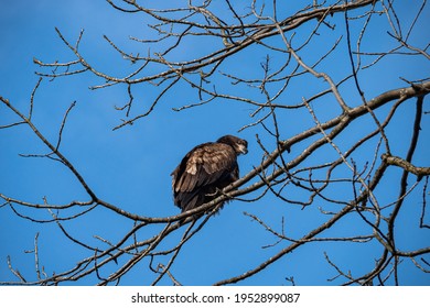 One Juvenile Bald Eagle Resting On Top Of The Leafless Tree Under The Blue Sky Turn Its Head Back And Looking At You