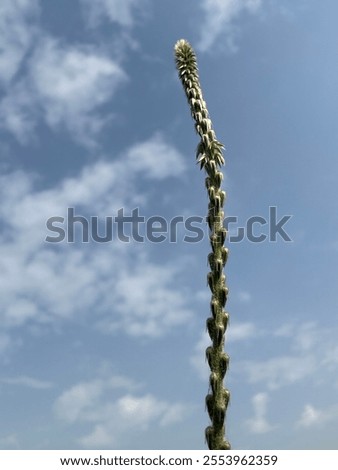 Similar – Foto Bild Wildblumen im Kornfeld