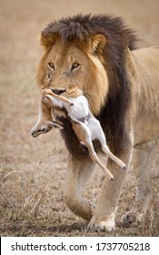 male lion chasing deer