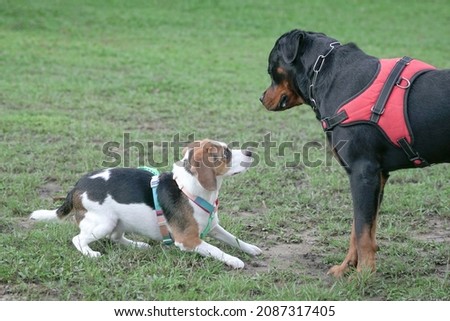 One large and another small breed dog getting to know each other at the dog park.