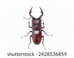 One large Japanese stag beetle with one white background