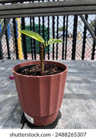 One large leaf with a small leaf in a pot.