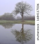 One large oak tree reflecting in still water on a foggy morning at sunrise in the early spring in portrait,stock photo.