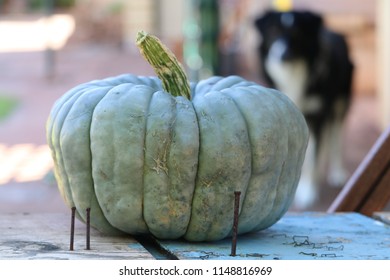 Royalty Free Queensland Blue Pumpkin Stock Images Photos