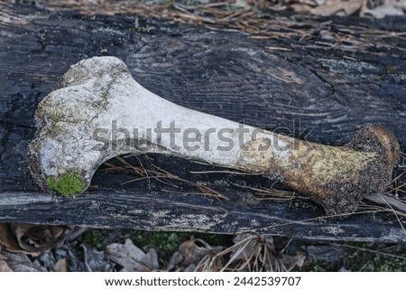 one large white old animal bone lies on a gray table on the street