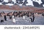 One of the largest Adele penguin colony is on the coast of Cape Adare.