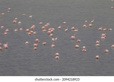 One Of The Largest Birds Of Wetlands, Greater Flamingos (Phoenicopterus Roseus)  Are A Cute Bird That Lives In Suitable Wetlands In Asia, Africa, America And Europe.


