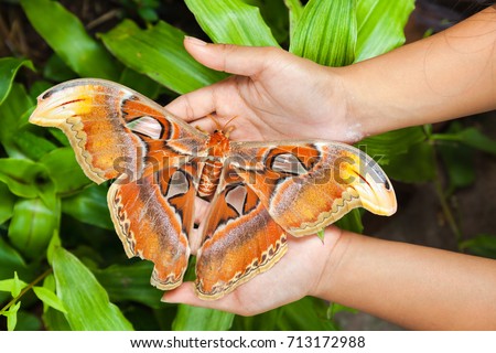 One of the largest butterfly in the world attacus atlas sits on a traveler hand people on a white background