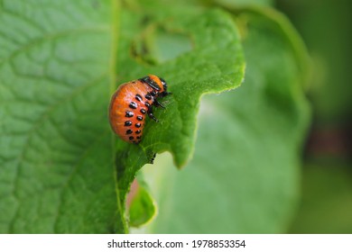 Potato Bug Images Stock Photos Vectors Shutterstock