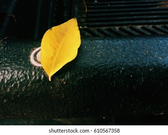 one leaf