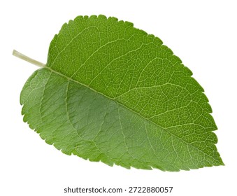 One Leaf Apple Clipping Path. Apple leaves isolated on white background
