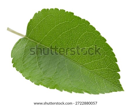 One Leaf Apple Clipping Path. Apple leaves isolated on white background