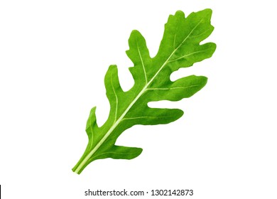 One leaf of arugula on a white background isolated. clipping path