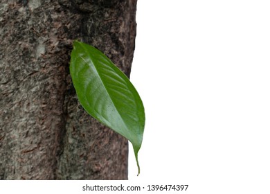 One Leaf growing up on tree trunk isolated white background.