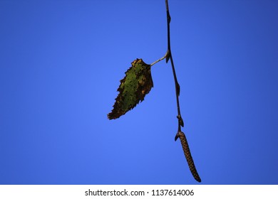 Stock Photo and Image Portfolio by AlmaE | Shutterstock