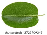 One Leaf Pear Clipping Path. Pear leaves isolated on white background