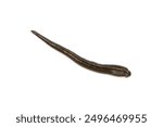 One leech isolated on a white background.