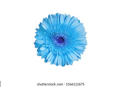 single daisy flower