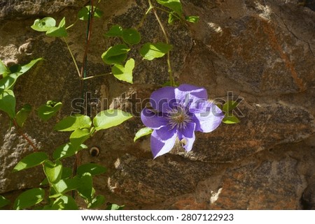 One light violet flower in the leafage of Clematis in July