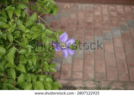 One light violet flower in the leafage of Clematis in July