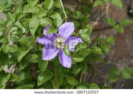 One light violet flower in the leafage of Clematis in July