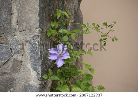 One light violet flower in the leafage of Clematis in July