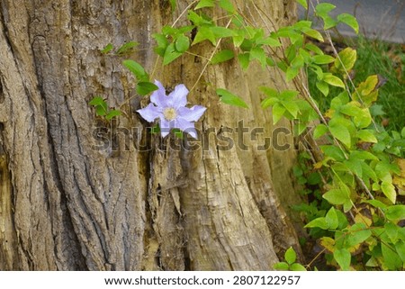 One light violet flower in the leafage of Clematis in mid November