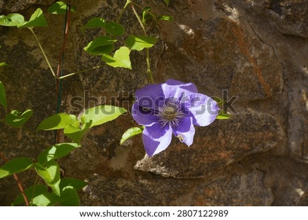 One light violet flower in the leafage of Clematis in July