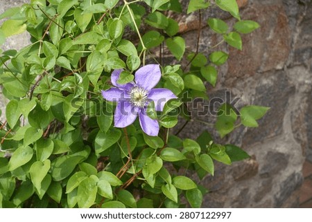 One light violet flower in the leafage of Clematis in July