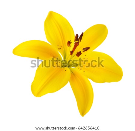 One lily on a white background 