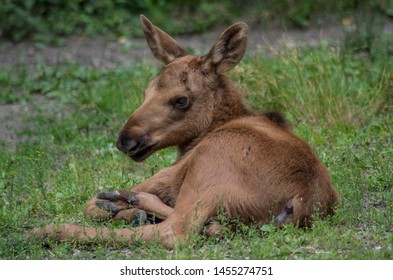 Baby Moose Images Stock Photos Vectors Shutterstock